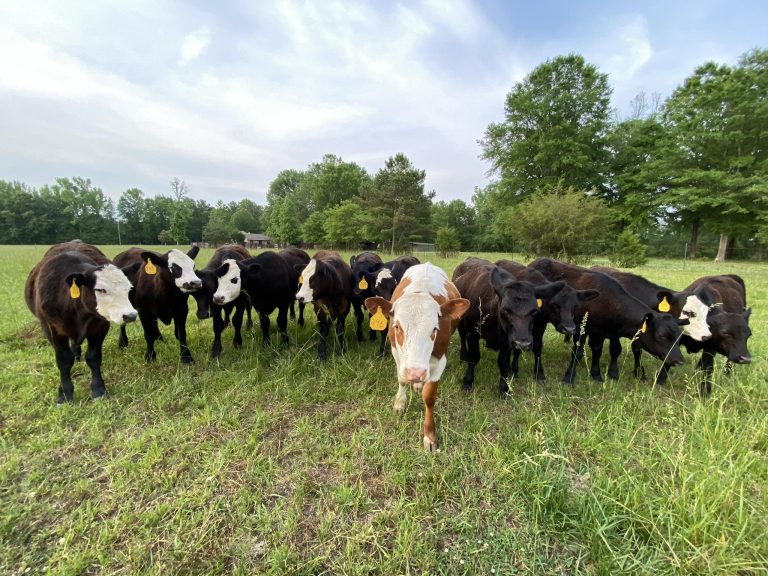 Upson County Livestock Auction